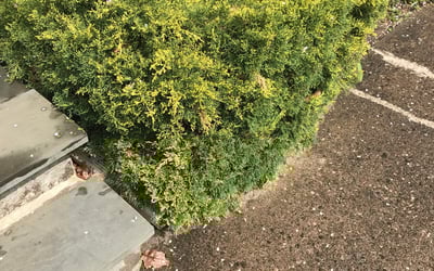 Photo of Robert C.'s yard after getting landscaping in Monroe, CT