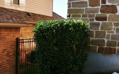 Photo of Shannon B.'s yard after getting landscaping in Macdona, TX