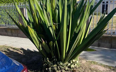 Photo of Jesse V.'s yard after getting landscaping in Compton, CA