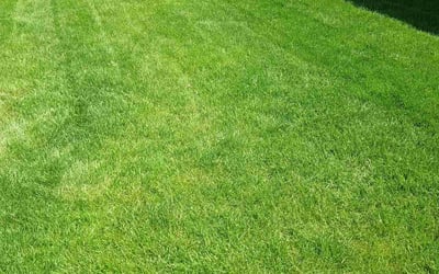 Photo of Matt W.'s yard after getting lawn care in New Lenox, IL
