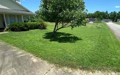 Photo of Claudia G.'s yard after getting lawn care in North Highlands, CA