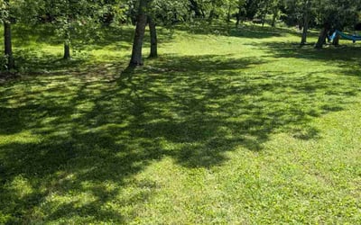 Photo of Percefre J.'s yard after getting lawn care in Mount Juliet, TN