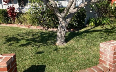 Photo of Dana D.'s yard after getting lawn care in Westminster, CA