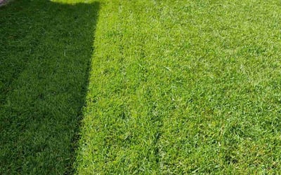 Photo of Jaron B.'s yard after getting lawn care in Lone Tree, CO