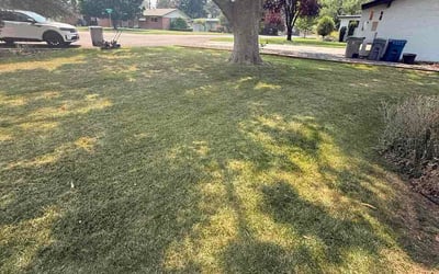 Photo of Carole B.'s yard after getting lawn care in Elyria, OH