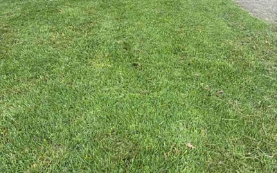 Photo of Sang L.'s yard after getting lawn care in Haverhill, MA