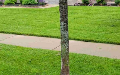 Photo of Lynda T.'s yard after getting lawn care in New Baltimore, MI