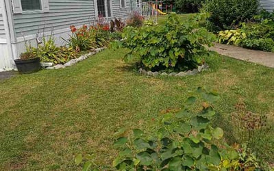 Photo of Dave A.'s yard after getting lawn care in Austin, TX