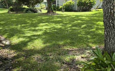 Photo of Devin B.'s yard after getting lawn care in Leesburg, FL
