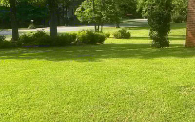 Photo of Michelle M.'s yard after getting lawn care in Wallingford, CT