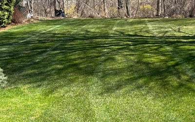 Photo of Sue B.'s yard after getting lawn care in Longmeadow, MA