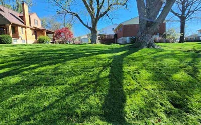 Photo of Taylor G.'s yard after getting lawn care in Cincinnati, OH