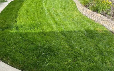 Photo of Gail F.'s yard after getting lawn care in Lincoln, CA