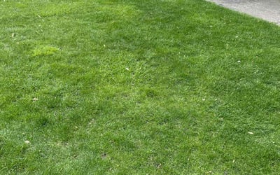 Photo of Leslie R.'s yard after getting lawn care in Westchester, IL