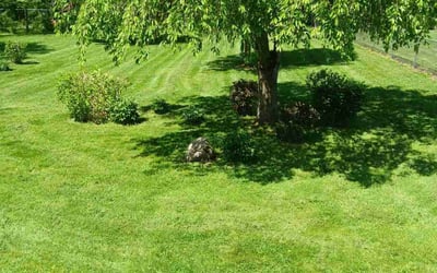 Photo of Mark K.'s yard after getting lawn care in Hubbard, OH