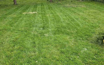 Photo of Jack B.'s yard after getting lawn care in Springfield, NJ