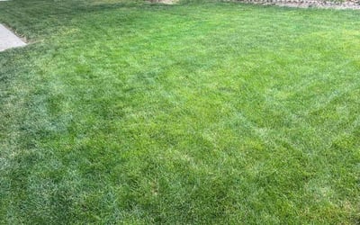 Photo of Carlee F.'s yard after getting lawn care in Cranberry Twp, PA