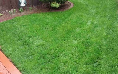 Photo of Carol P.'s yard after getting lawn care in Cedarburg, WI