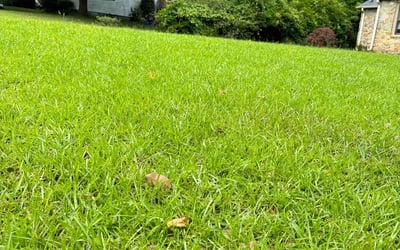 Photo of William H.'s yard after getting lawn care in Travelers Rest, SC