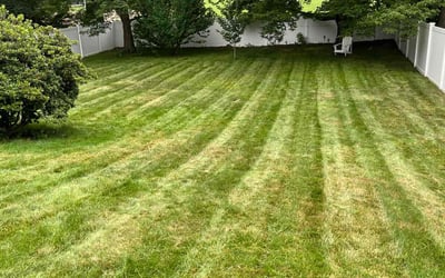 Photo of Phillip B.'s yard after getting lawn care in Dedham, MA