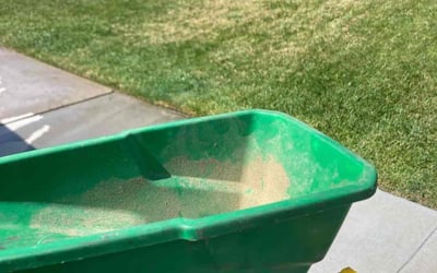 Photo of Marvin S.'s yard after getting lawn care in Big Bear Lake, CA