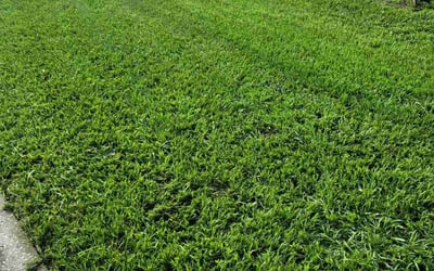 Photo of Michael N.'s yard after getting lawn care in Naples, FL