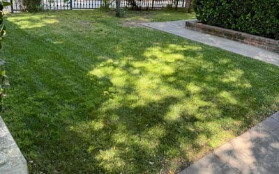 Photo of Blair S.'s yard after getting lawn care in Riverside, CA