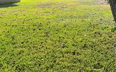 Photo of Tammy M.'s yard after getting lawn care in Rockwood, TN