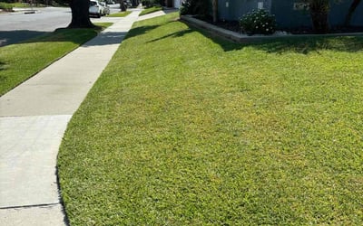 Photo of Laura M.'s yard after getting lawn care in Lakewood, CA