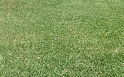 Photo of Tim S.'s yard after getting lawn care in Castle Rock, CO