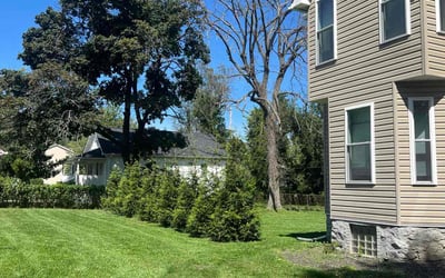 Photo of Antonella S.'s yard after getting lawn care in Pikesville, MD