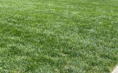 Photo of Kathy K.'s yard after getting tree care in Blacklick, OH