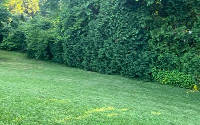 Photo of Nathan P.'s yard after getting lawn care in New Rochelle, NY