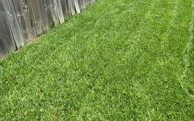 Photo of Janet P.'s yard after getting lawn care in Reno, NV
