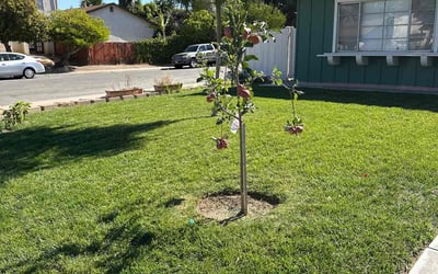Photo of Hope R.'s yard after getting lawn care in Casselberry, FL