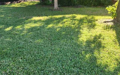 Photo of Edgar P.'s yard after getting lawn care in Edwardsville, IL
