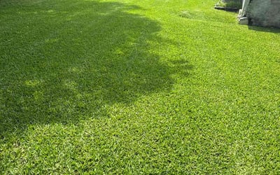 Photo of Carlos R.'s yard after getting lawn care in Virginia Beach, VA