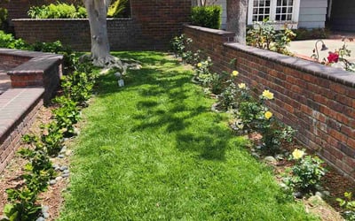 Photo of Norma V.'s yard after getting lawn care in Huntington Beach, CA