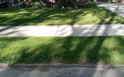 Photo of Christa C.'s yard after getting lawn care in Modesto, CA