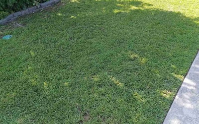 Photo of Randy M.'s yard after getting lawn care in Pelzer, SC