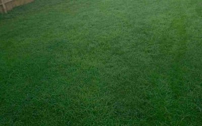 Photo of Rose W.'s yard after getting lawn care in Mishawaka, IN