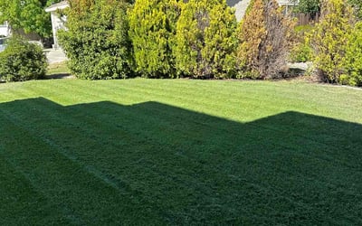 Photo of Shani J.'s yard after getting lawn care in Fairfield, CA