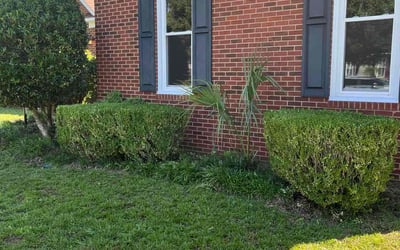 Photo of Colette M.'s yard after getting tree care in Rapid City, SD