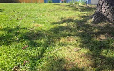 Photo of Marci J.'s yard after getting lawn care in Hampstead, MD