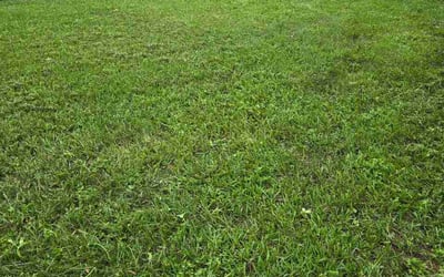 Photo of Melissa H.'s yard after getting lawn care in Somerset, MA