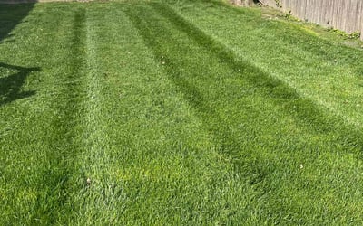 Photo of Cesar S.'s yard after getting lawn care in Wilmington, DE