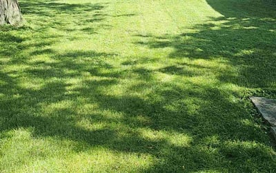 Photo of Amber M.'s yard after getting lawn care in Oconomowoc, WI