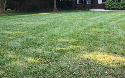 Photo of Aurora T.'s yard after getting tree care in Hillsboro, OR