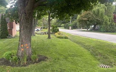 Photo of Scott A.'s yard after getting lawn care in Westchester, IL