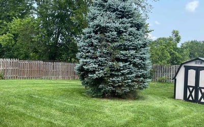 Photo of Matt h.'s yard after getting lawn care in Atlantic City, NJ